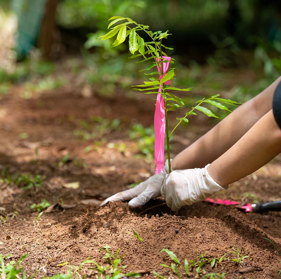 Tree Plantation